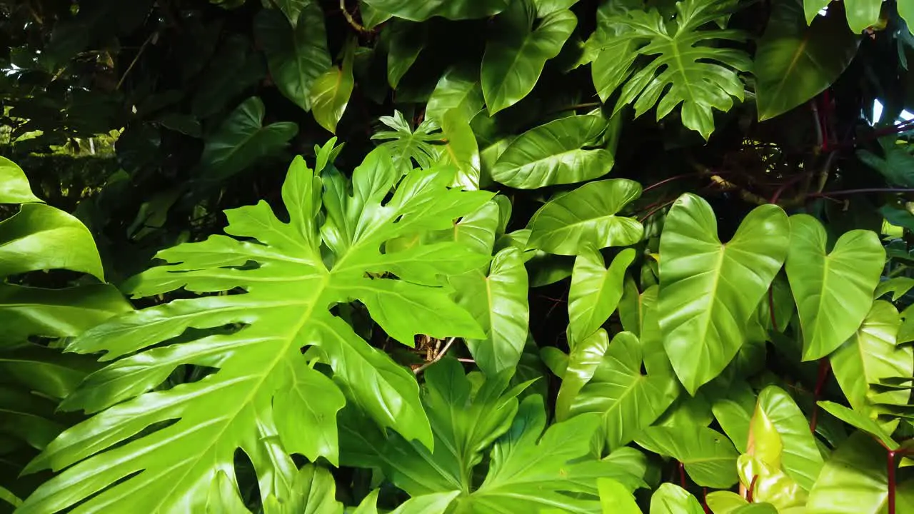 4K Hawaii Kauai gimbal trucking in over a huge green leaf among other large leaves