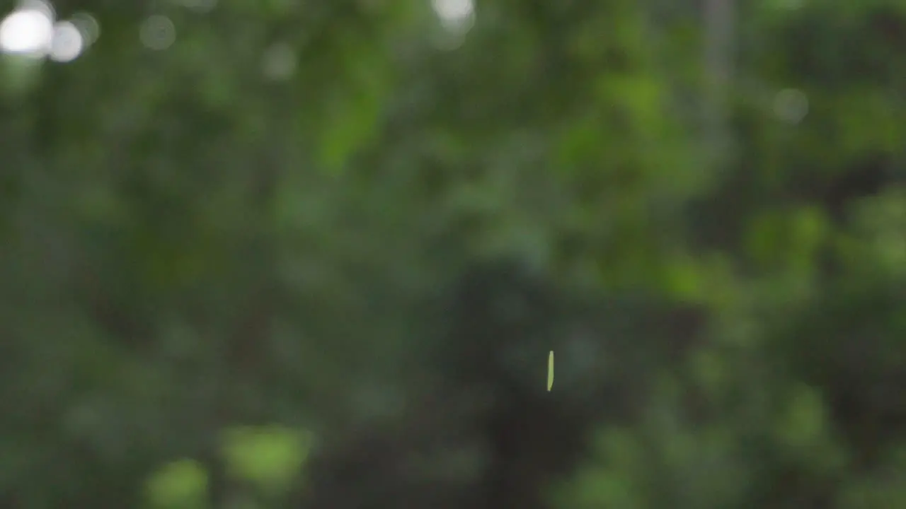 A green insect hangs in mid air