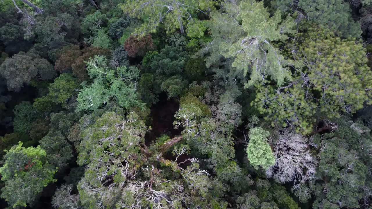 Aerial rises over dense forest canopy in Central American jungle