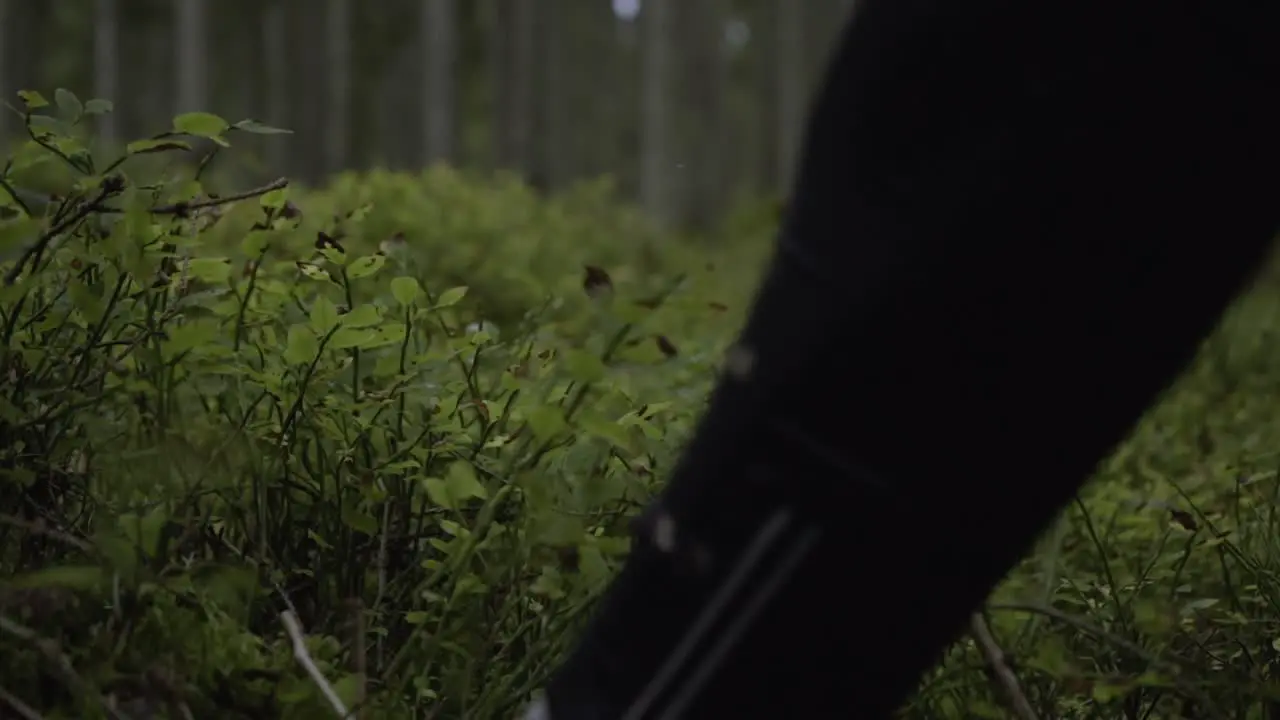 A beautiful green pine forest in Sweden with a runners foot suddently stepping in front of the camera