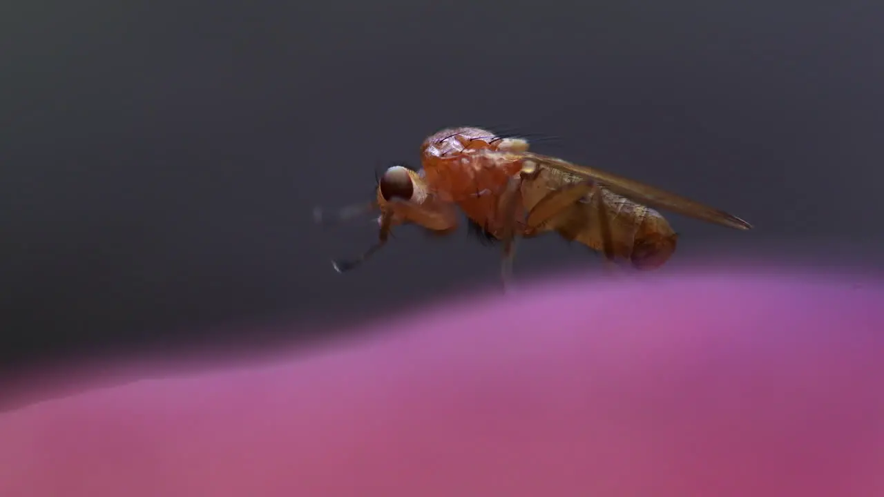 Macro shot of a very small transparent fly rubbing legs and grooming head on a pink mushroom