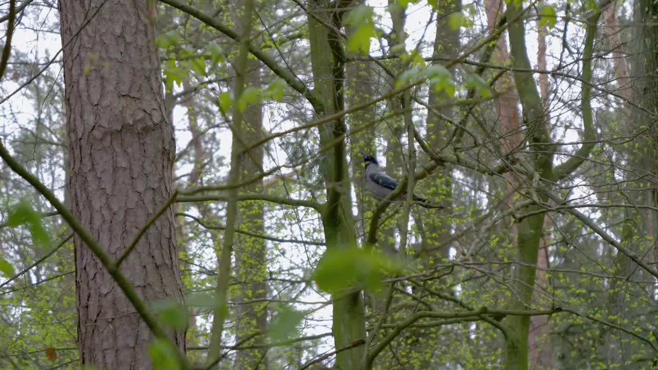 The jackdaw is sitting on a branch in the forest and jumping to a higher branch