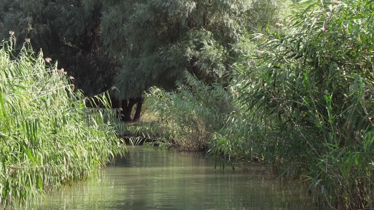 Beautiful green calm river through the forest of Danube Delta -low medium