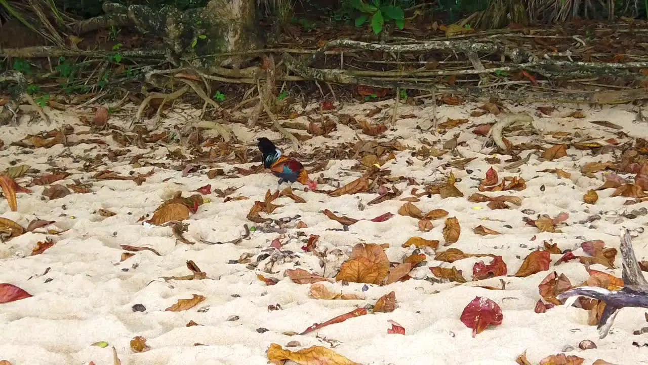 HD Hawaii Kauai slow motion wide shot walking toward a rooster picking around leaves on a beach