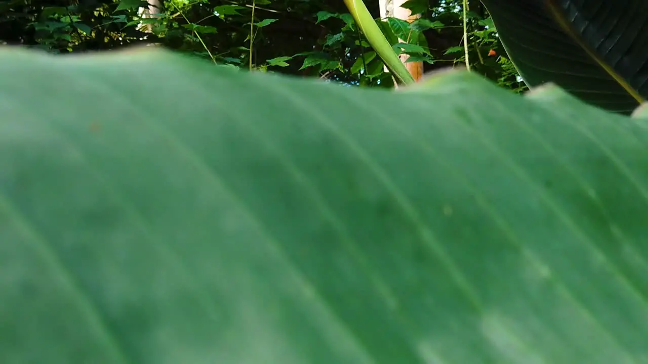 HD Hawaii Kauai boom up and slight truck in past a large leaf to a bird of paradise flower in a lush forest