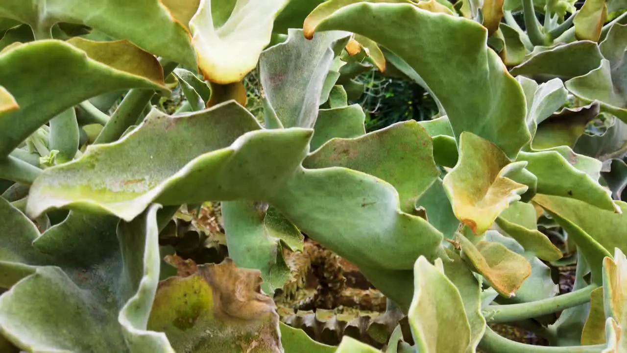 4K Hawaii Kauai slow boom down along large greenish yellow velvety leaves