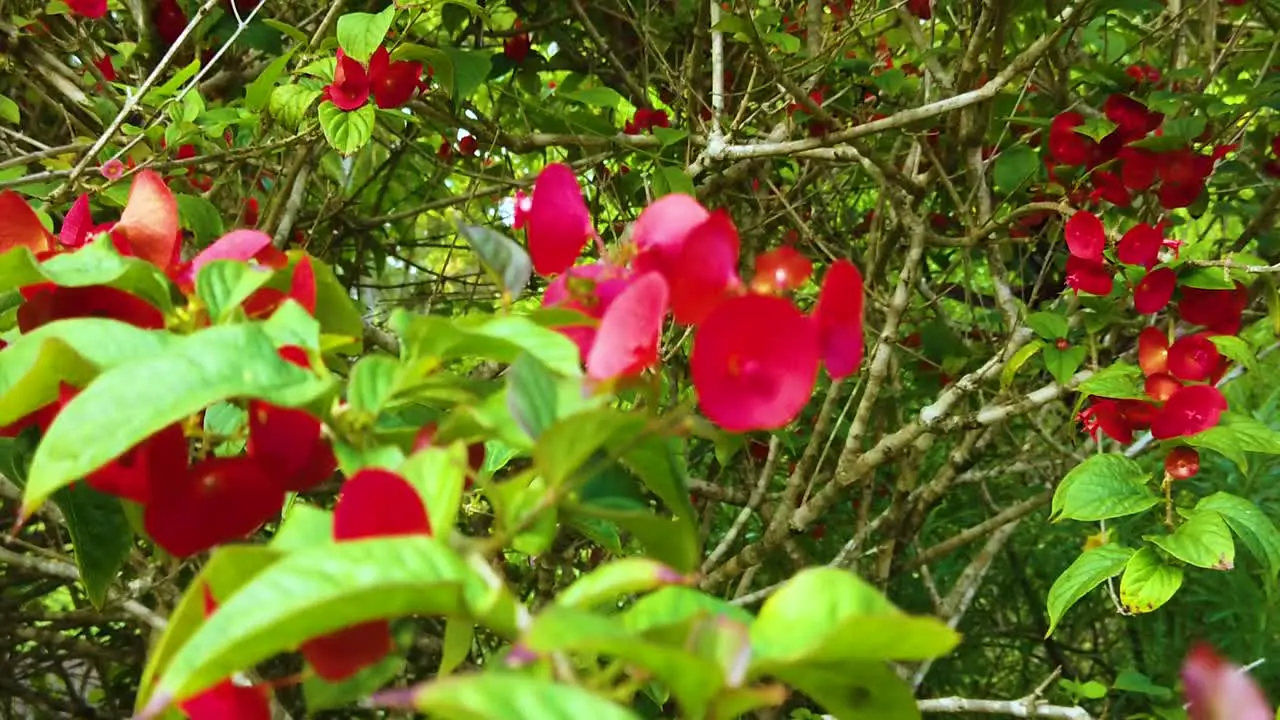 HD Hawaii Kauai slow motion boom up past leaves and red flowers in foreground to many red flowers on bushes