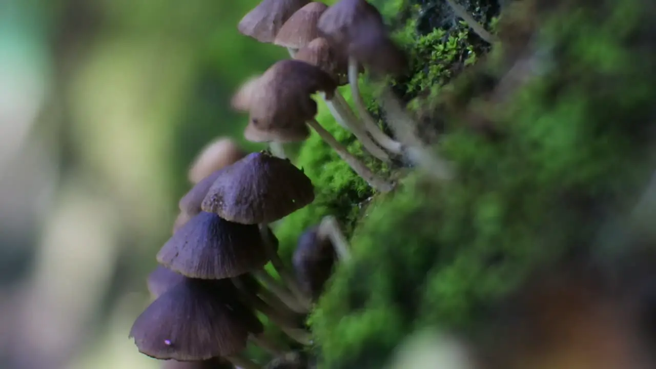 macro mushroom video in a humid place