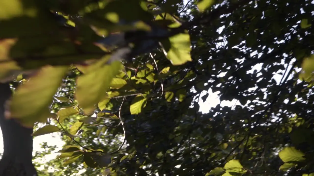 a slow motion clip of tree branches and leaves in autumn with the sun rays coming from behind