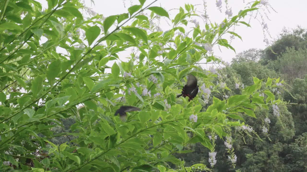 Two happy butterflies flying among the flowers