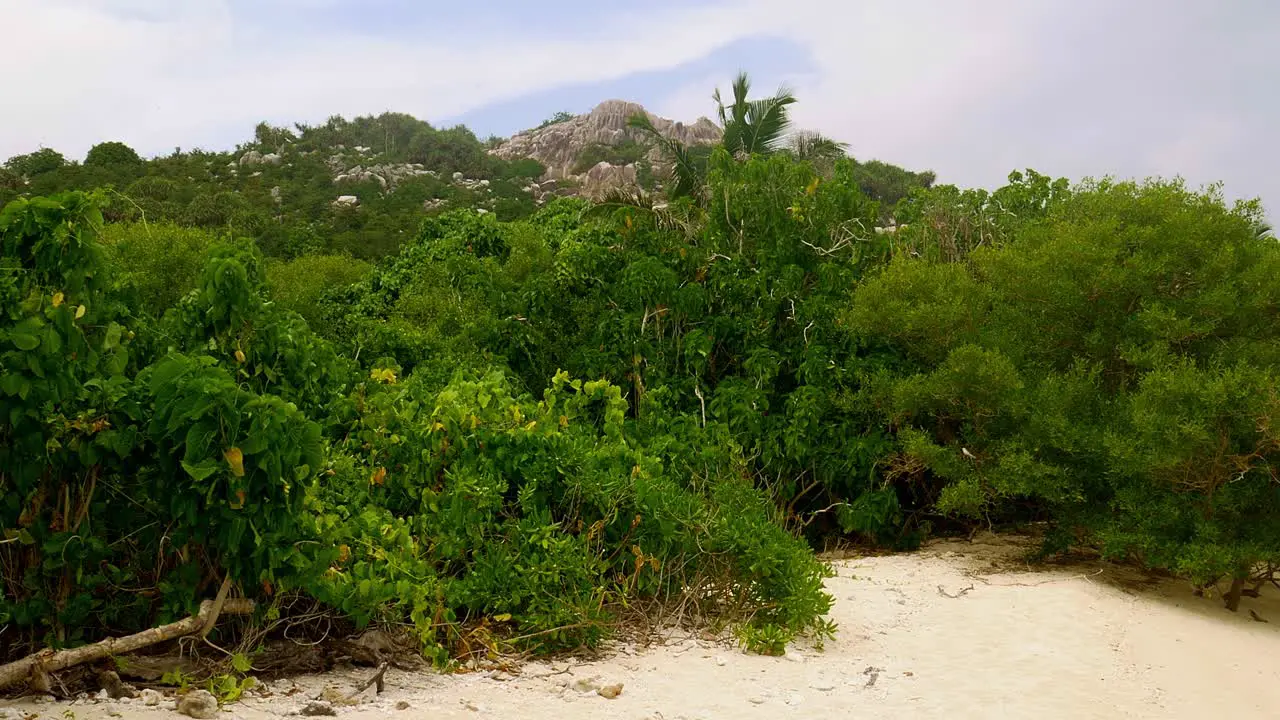 Bird cologne on secluded Island in Seychelles middle of the Indian Ocean off Africa