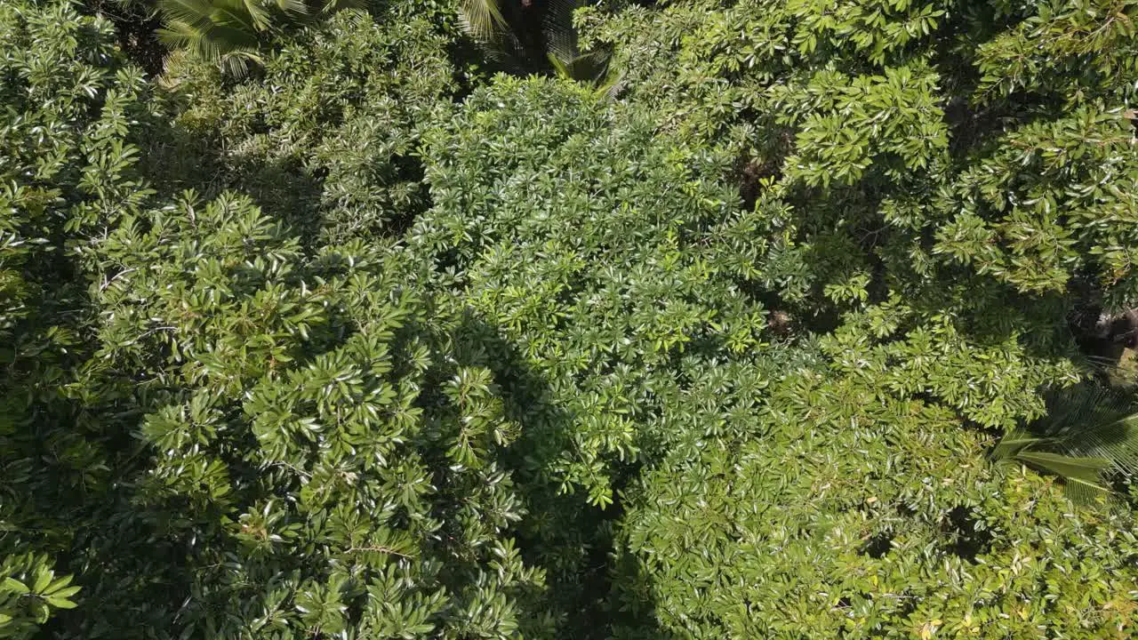 Drone top view of Durian Tree in Bali Indonesia