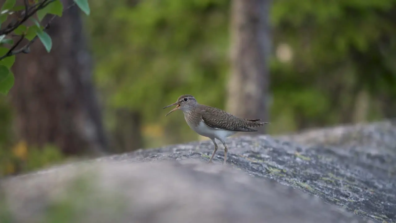 Extreme close up of a singing sandpiper handheld tracking shot in 4k