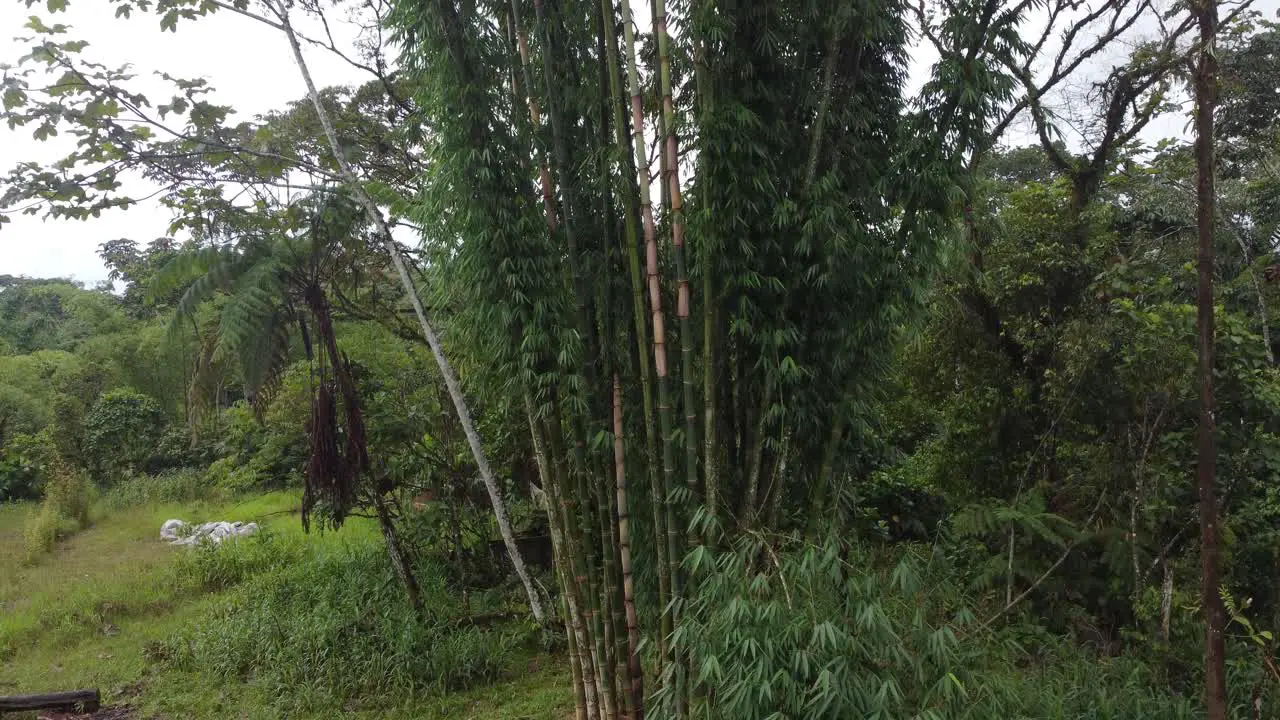 Drone view of a grove of bamboo trees