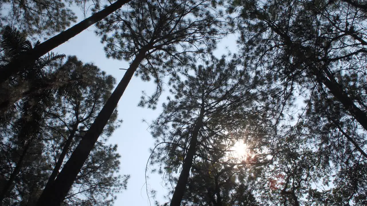 Sun through pinus tree canopy pan movement