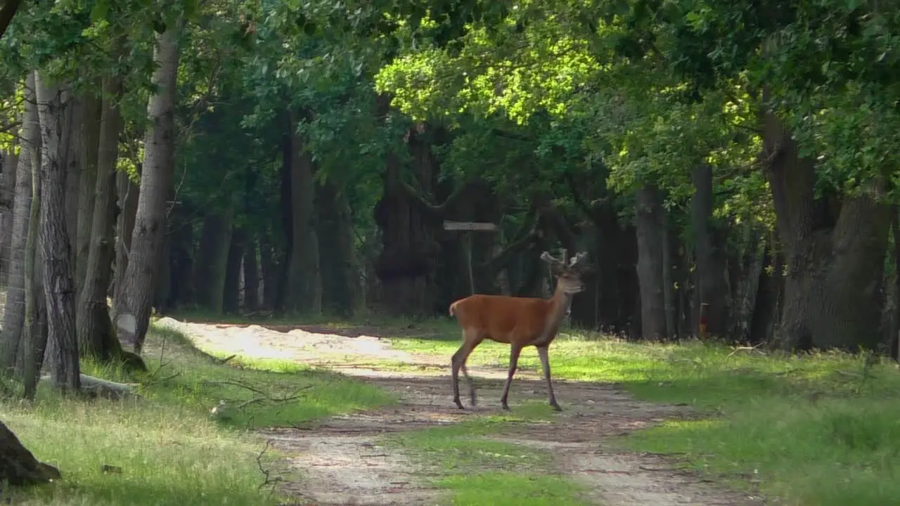 Young Deer Buck passing a clearing in the forest and leaves slowmotion