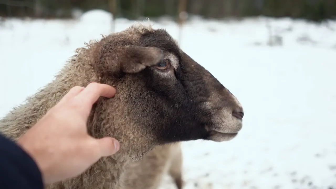 scratching sheep POV