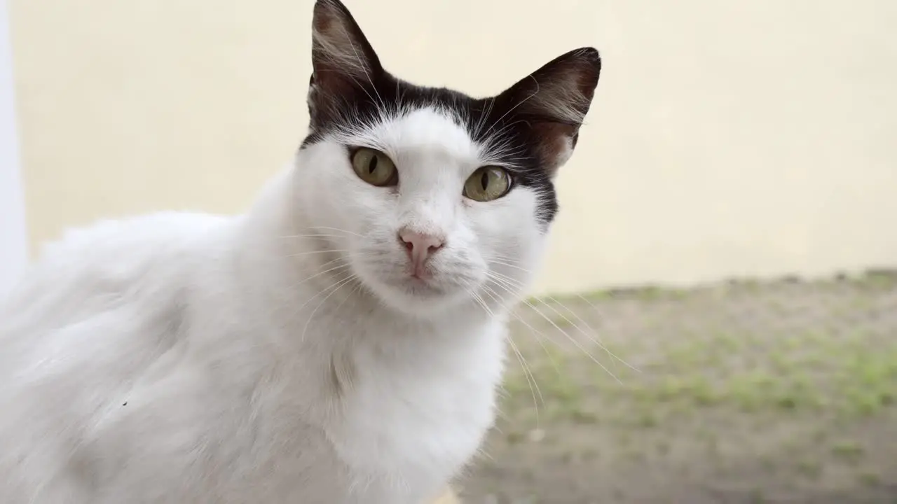 Closeup of cat sitting on and waiting for her food