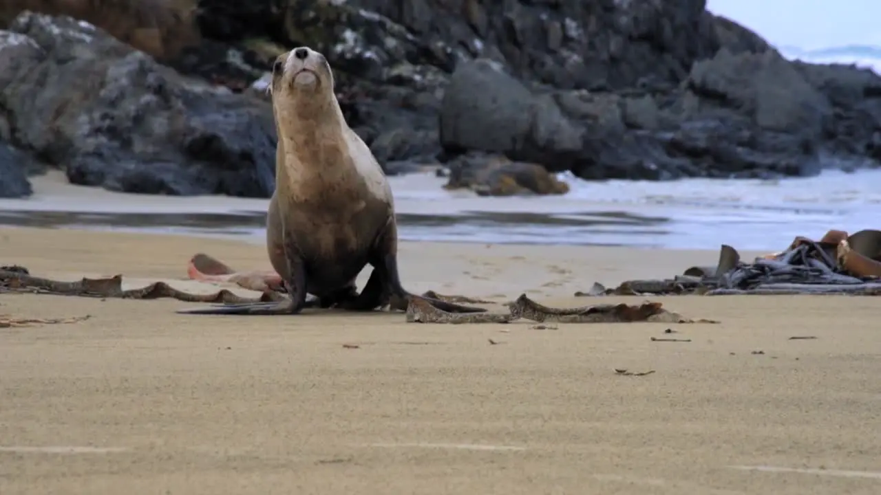 female sea lion running on a sandy beach towards the camera