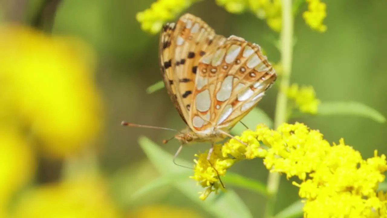 Butterfly Queen of Spain fritillary (Issoria lathonia) is a butterfly of the family Nymphalidae These butterflies live in open areas in dry lawns agricultural wastelands and in extensive crops