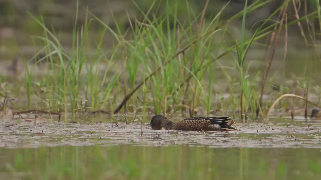 A female Northern shoveler Spatula clypeata feeding in lakeside