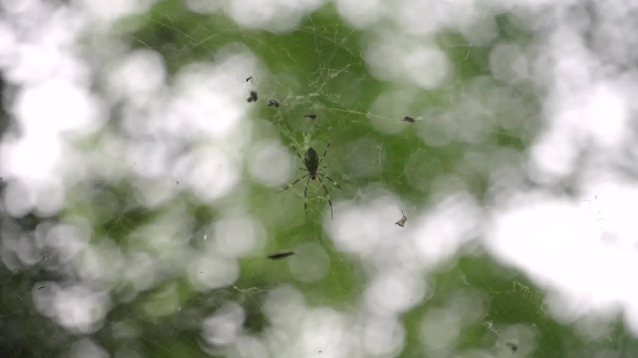 A close-up shot of a Trichonephila clavata Joro Sipder hanging on a sider web in Japan