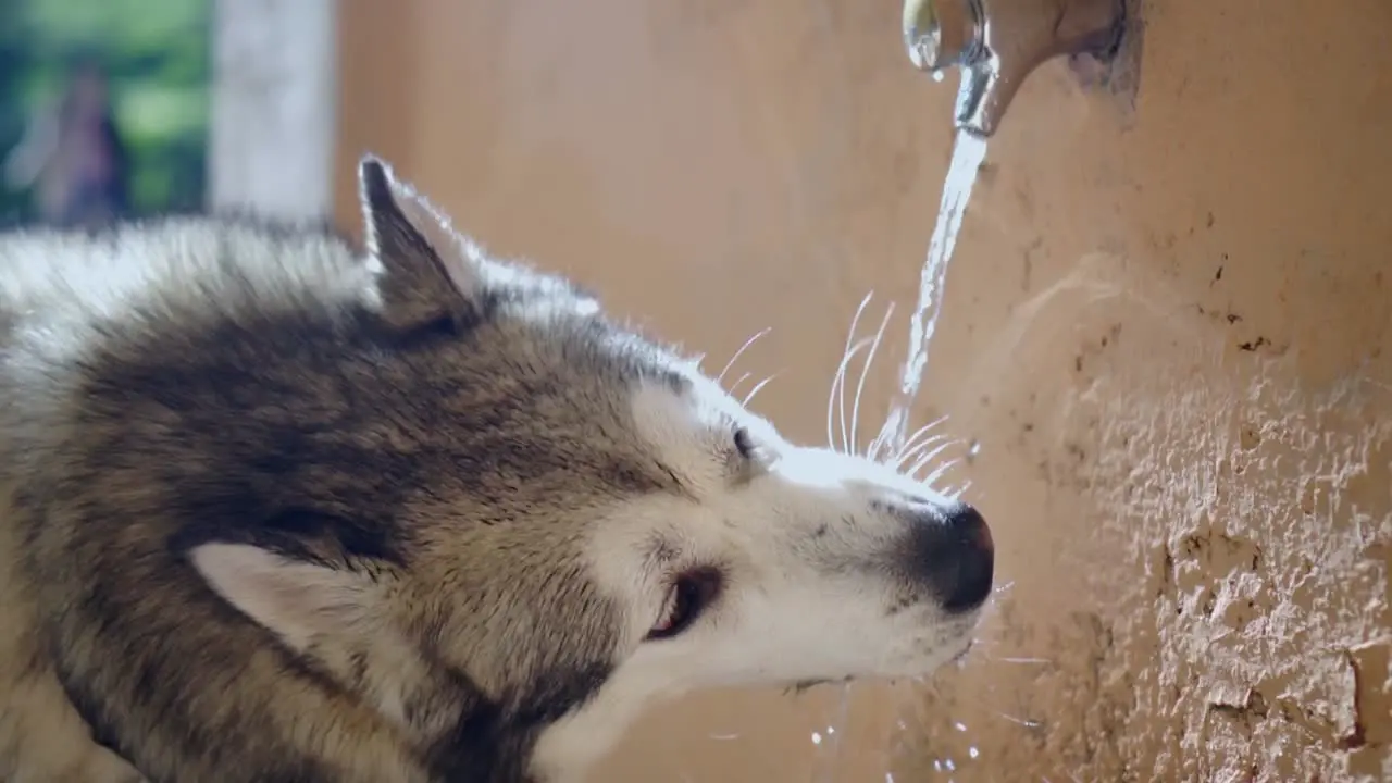 Close-up of an adorable Alaskan Malamute dog drinking water from a fountain in a park in slow motion