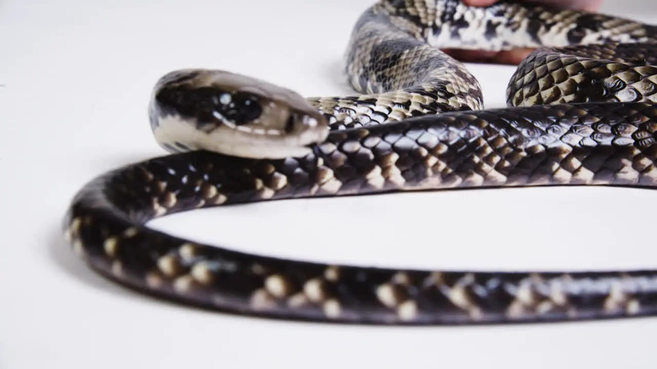 False water cobra body on white background