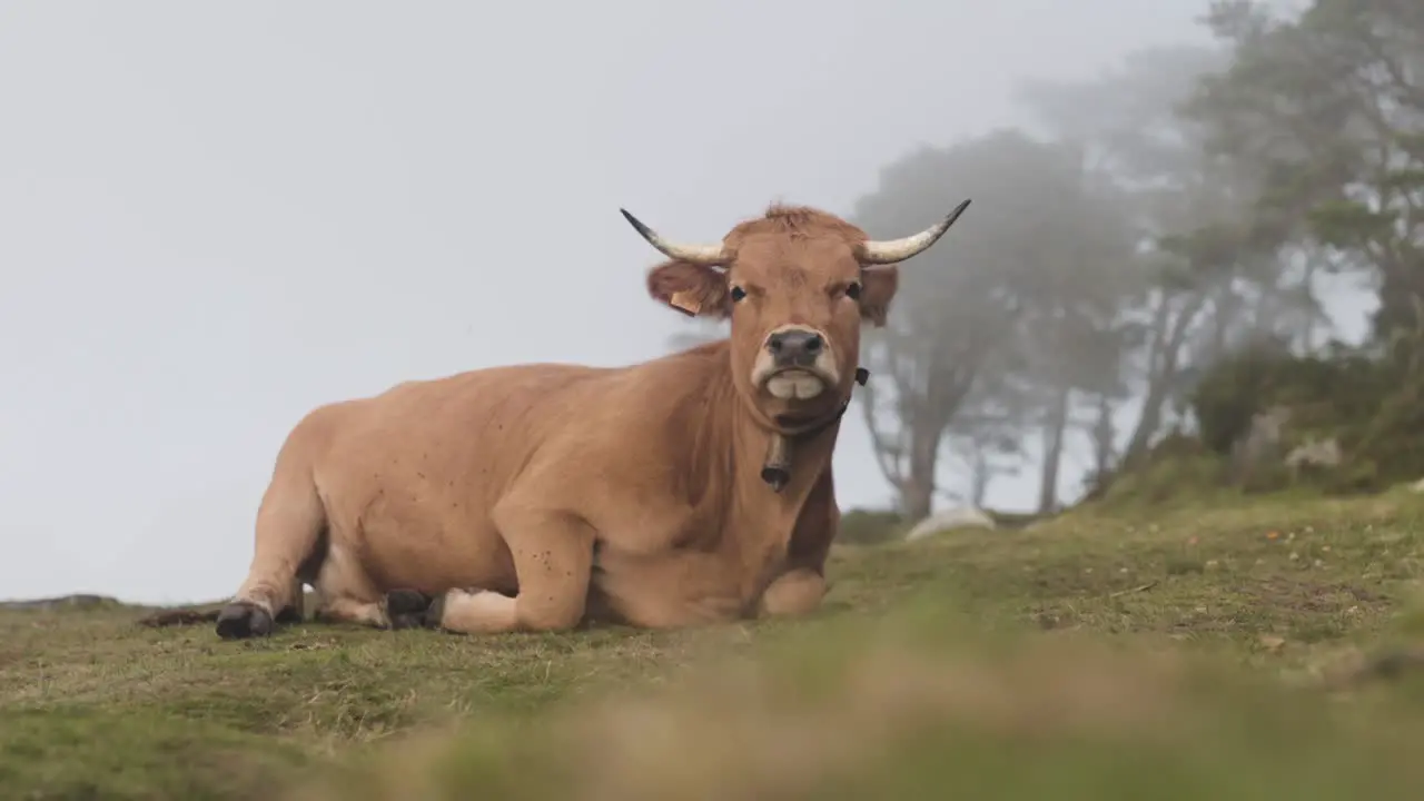 Wild cow resting in green meadow foggy atmosphere Asturias Spain static shot