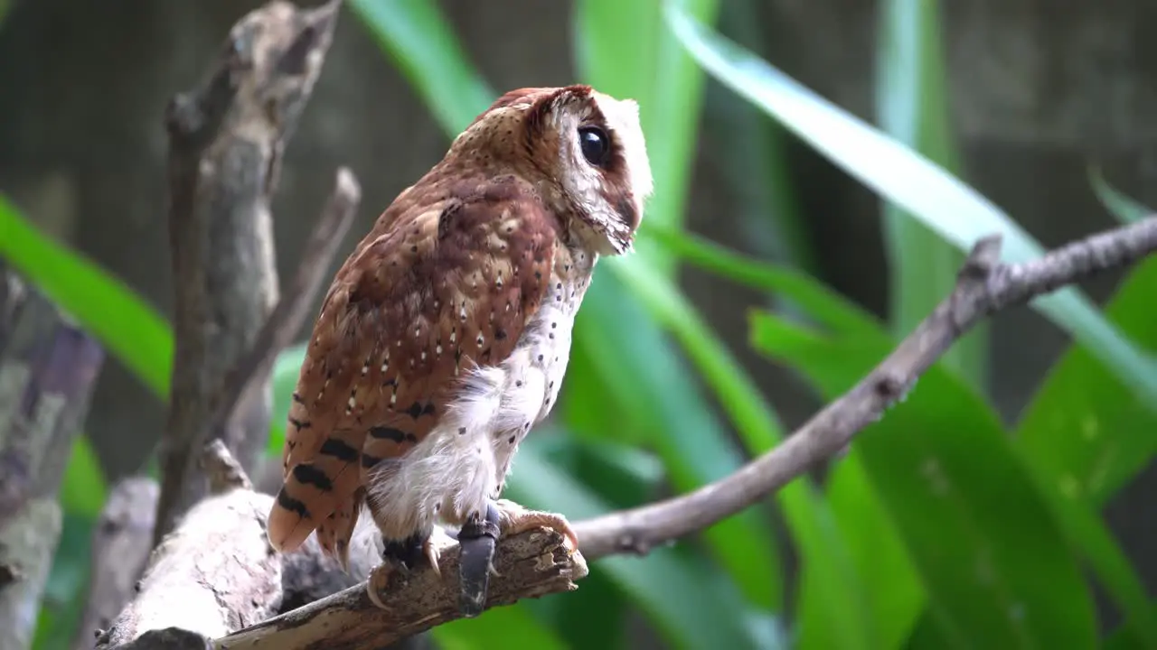 Owl with tag on leg stand at tree