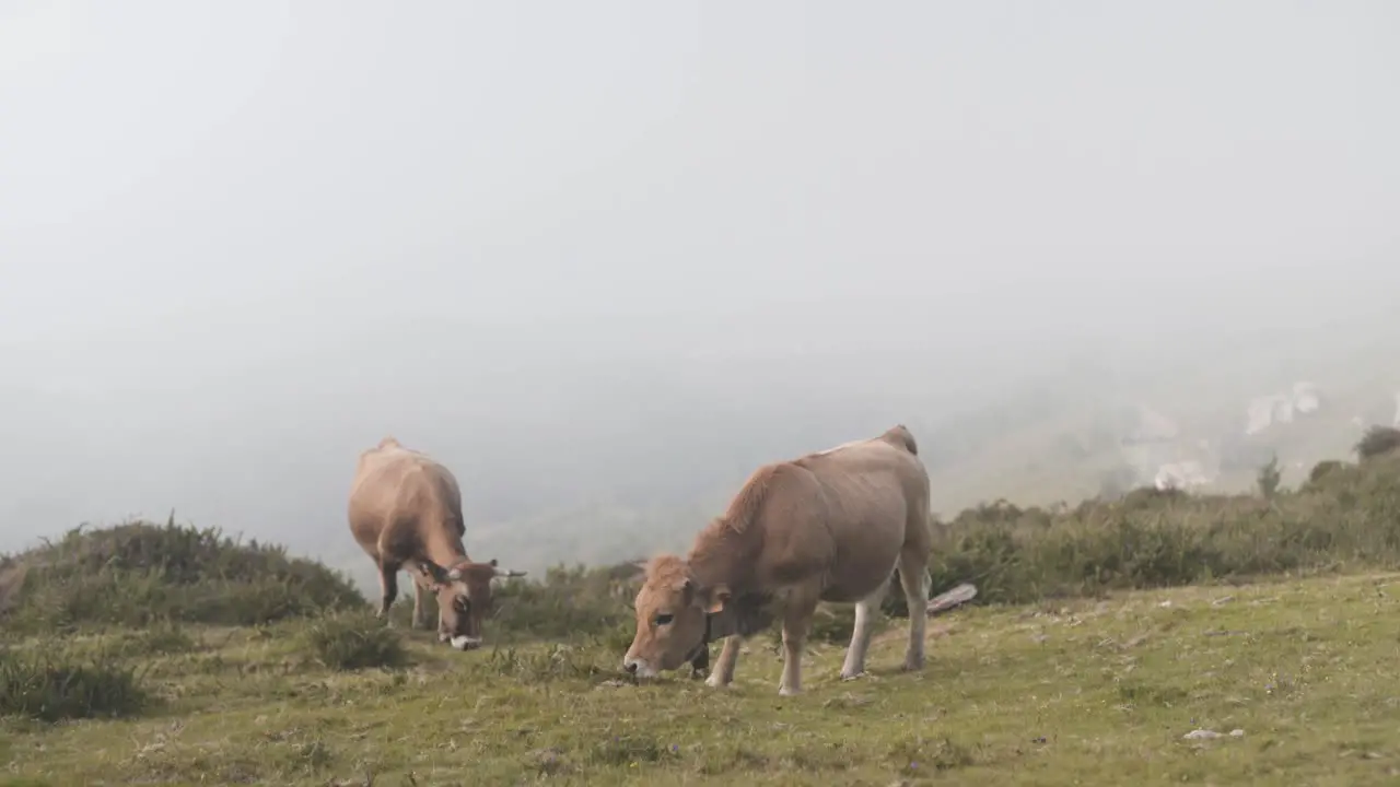 Wild cows grazing in green meadow foggy landscape Asturias Spain static shot