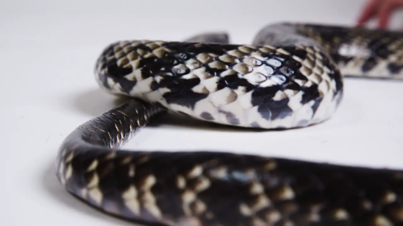 Close up False water cobra body on white background