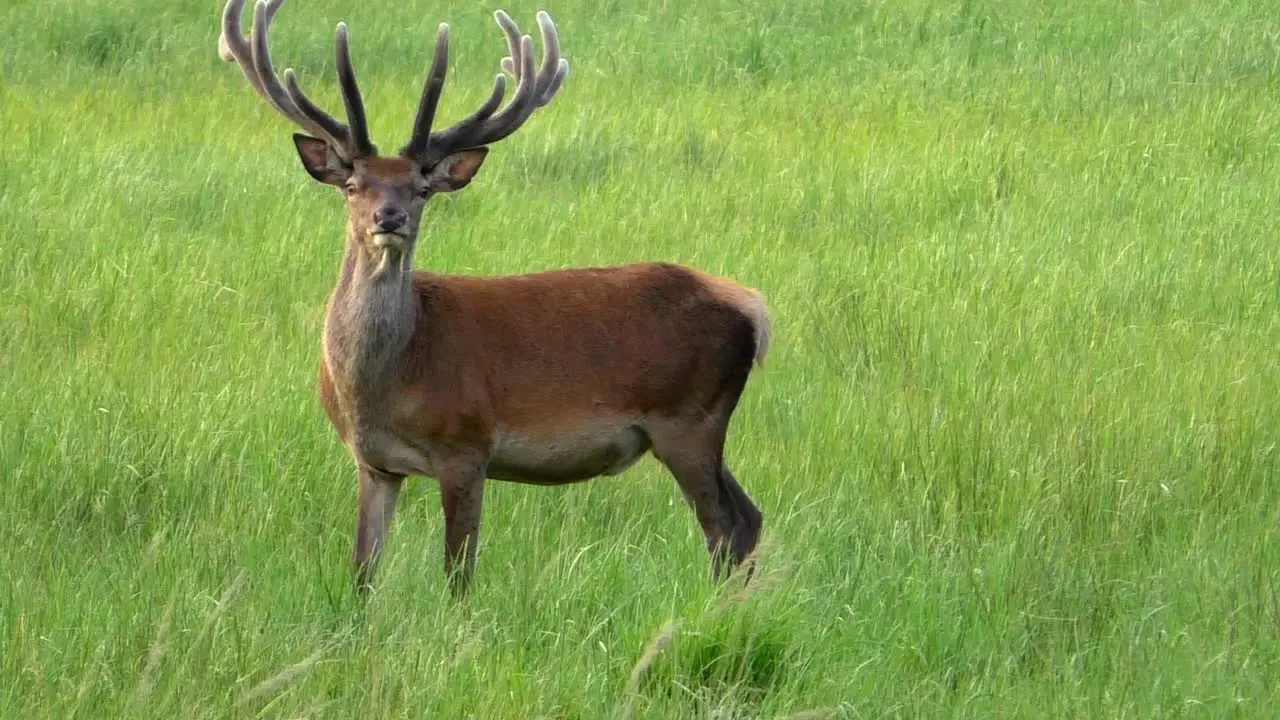 Curious Deer Buck on a meadow