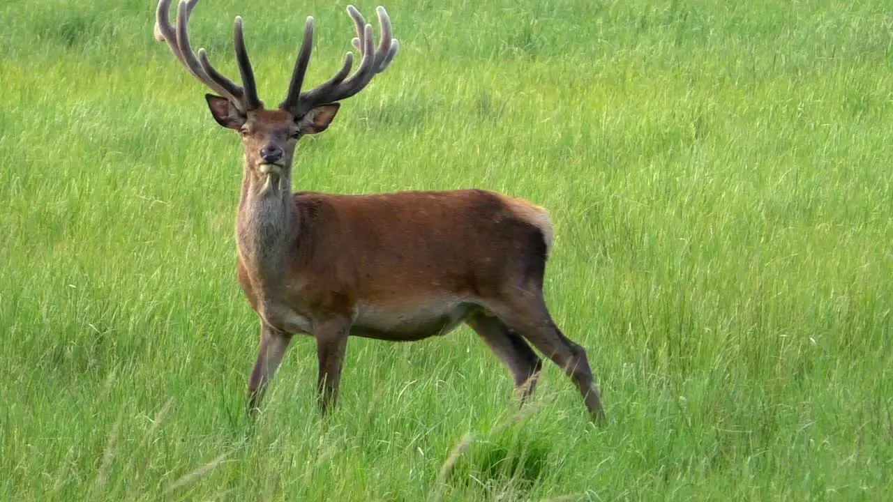 Curious Deer Buck on a meadow looking towards camera in slomotion