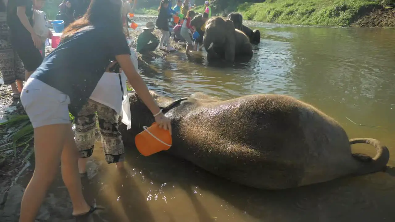 girl bath baby elephants in chiangmai Thailand