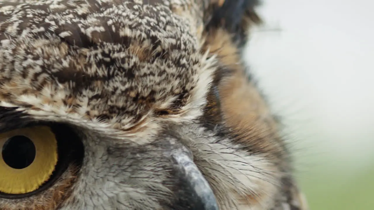 Macro close up of great horned owl eye blinking slow motion