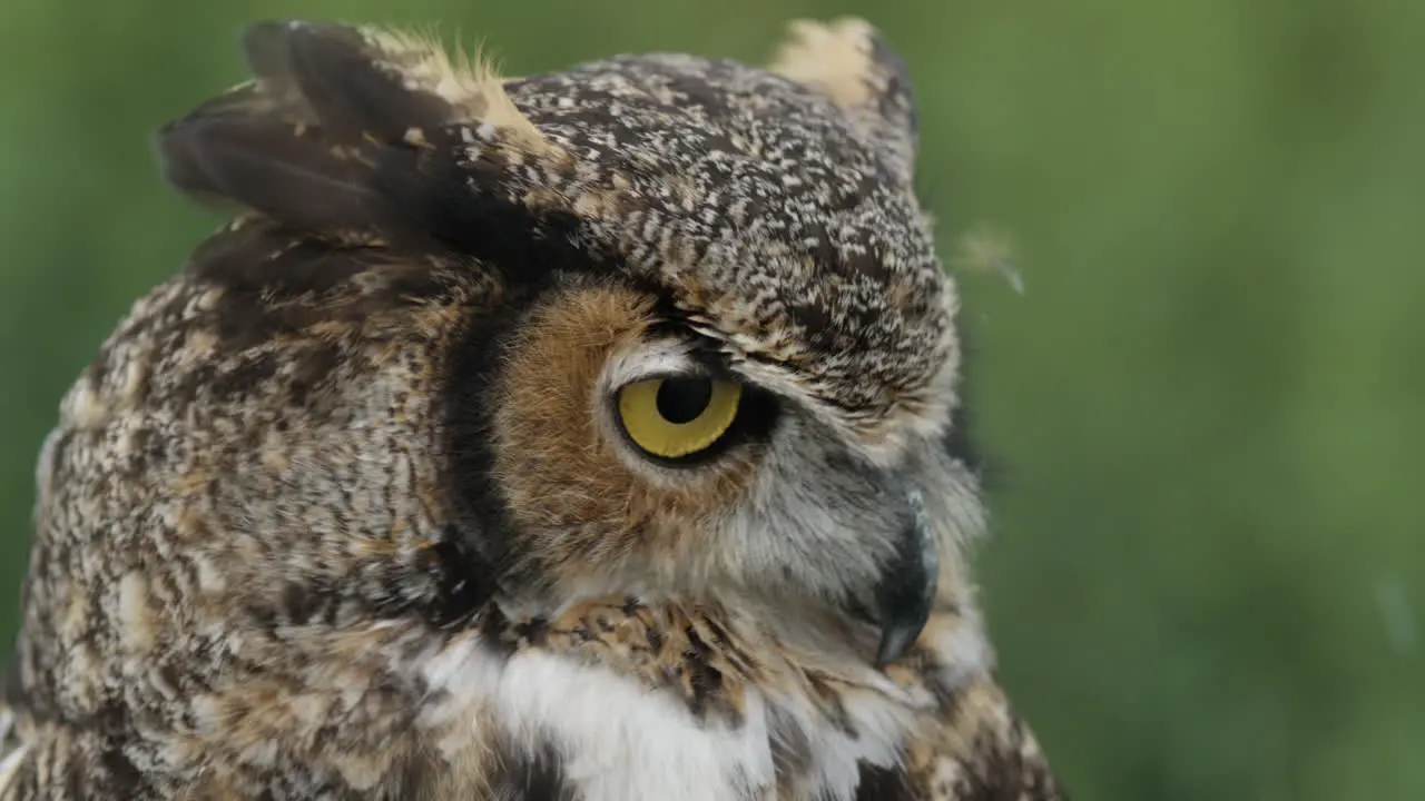 Great horned owl face close up in a forest of North America