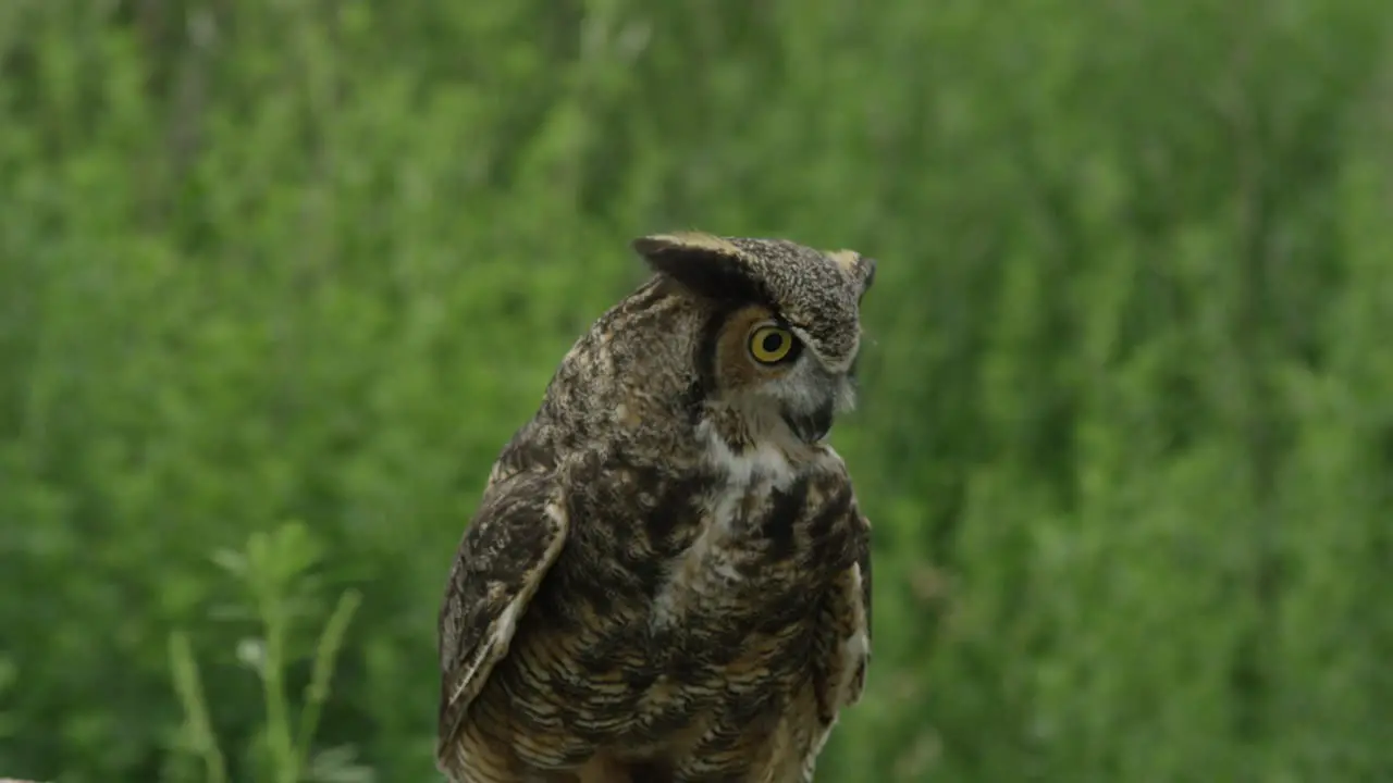 Great horned owl looking for prey