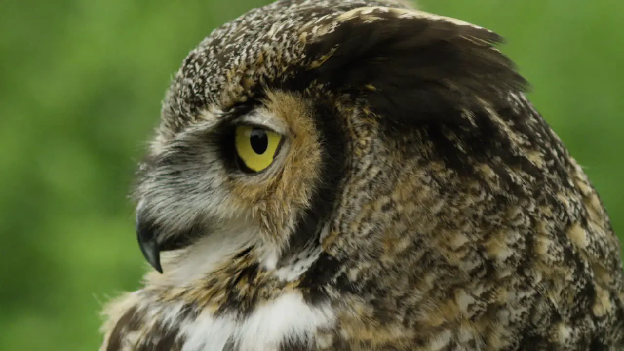 Great horned owl head turn slow motion