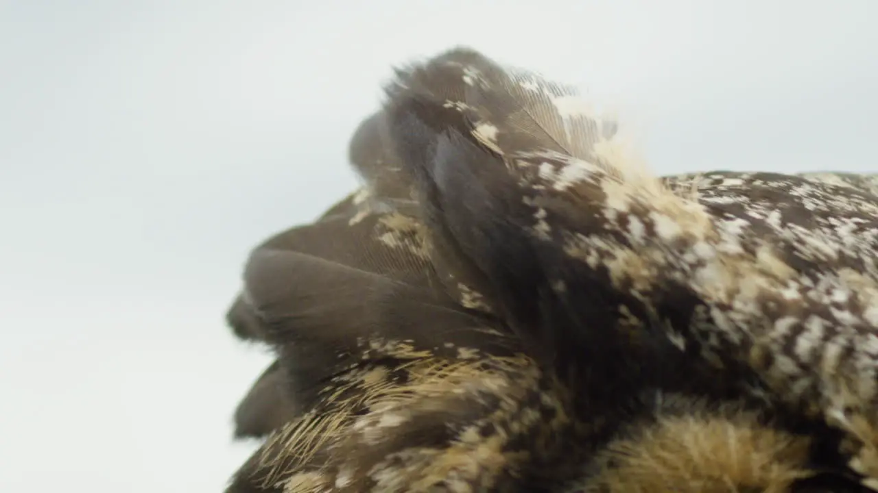 Slow motion feathers on great horned owl