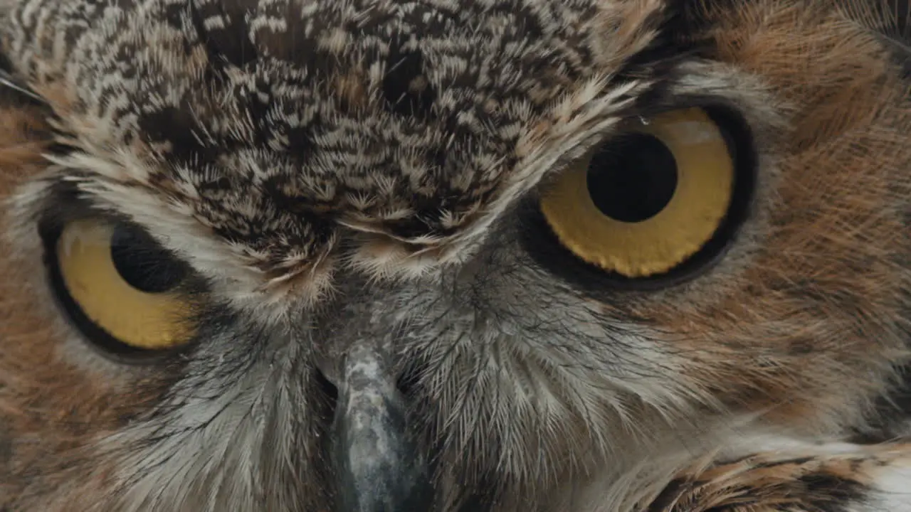 Great horned owl eyeballs close up macro