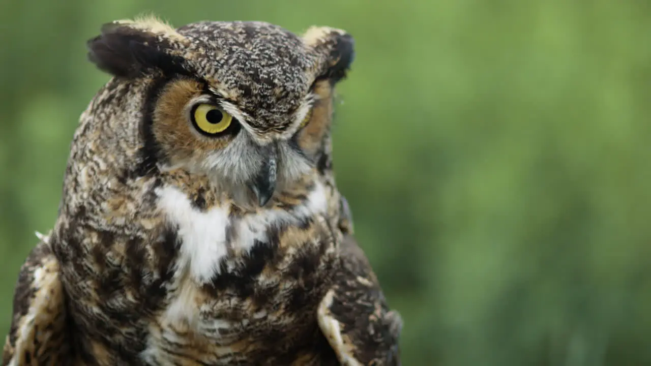 Great horned owl looking around for food