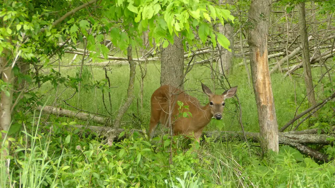 Cute little deer standing in between trees eating green grass and leaves from the ground bending down to fill it´s mouth with food before looking up towards the camera