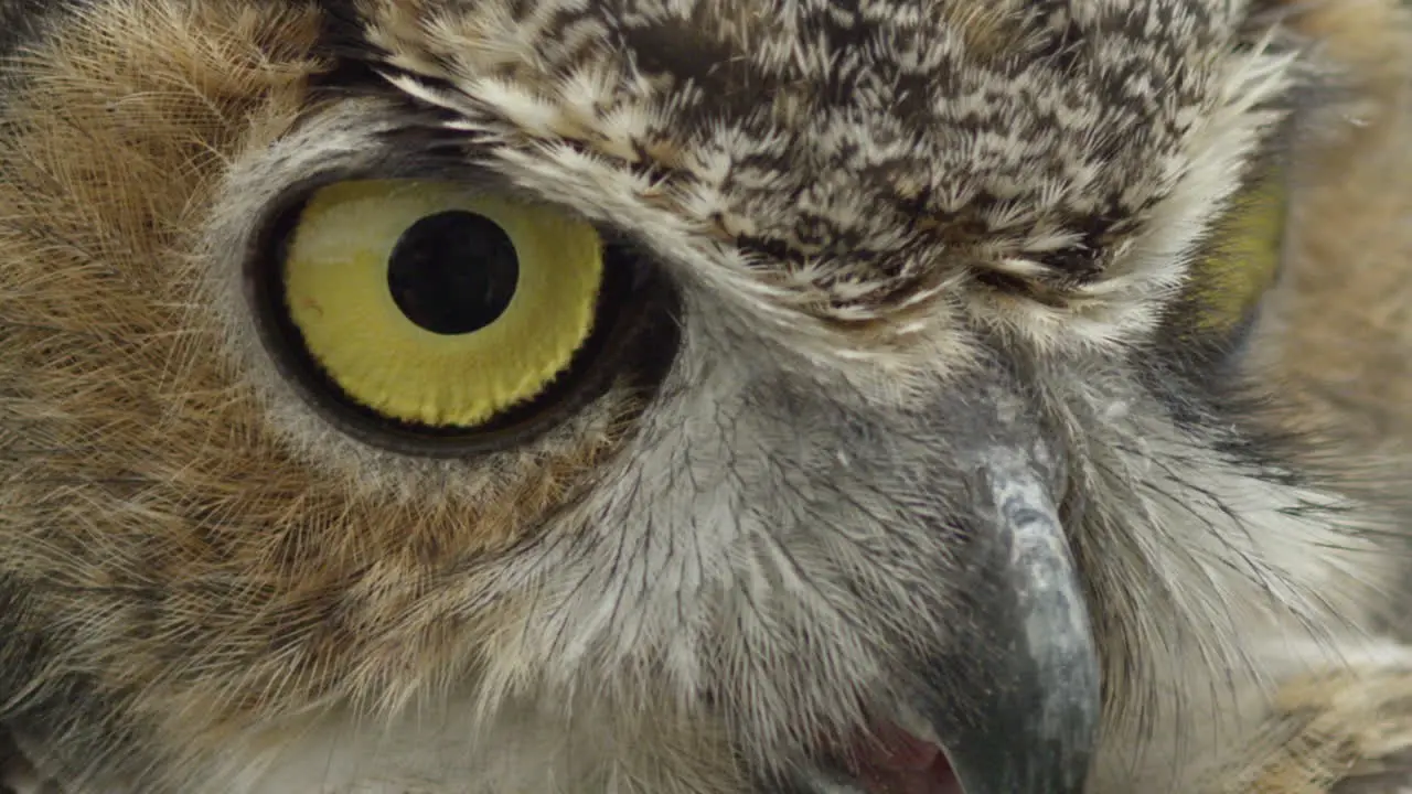 Slow motion eyes blinking on great horned owl macro close up