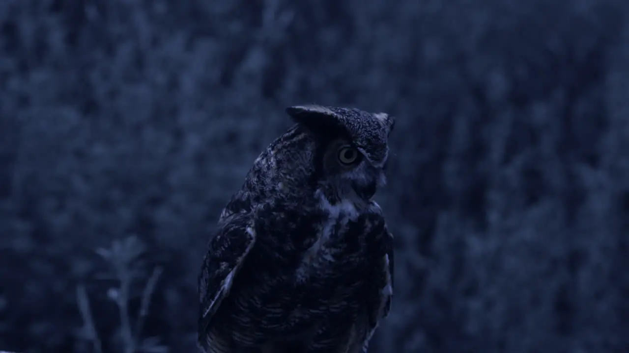 Great horned owl looking for prey at night