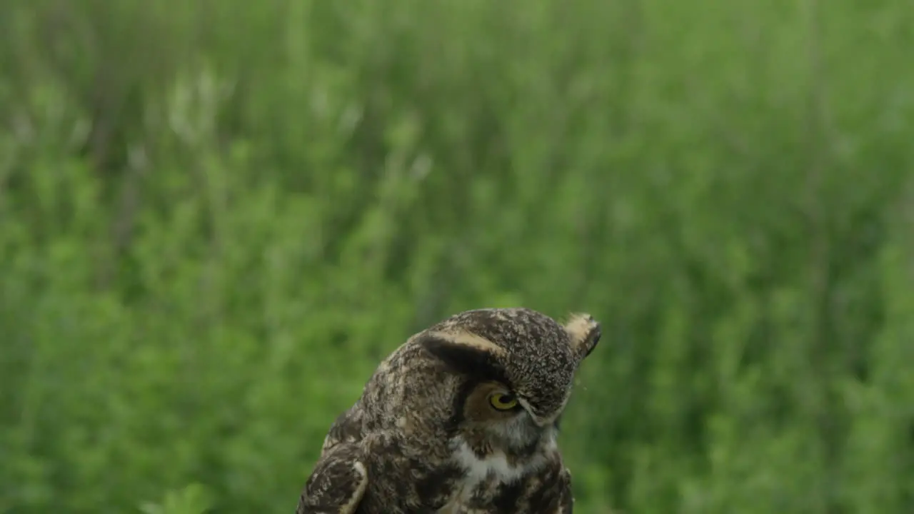 Tilt down to Great Horned Owl in forest