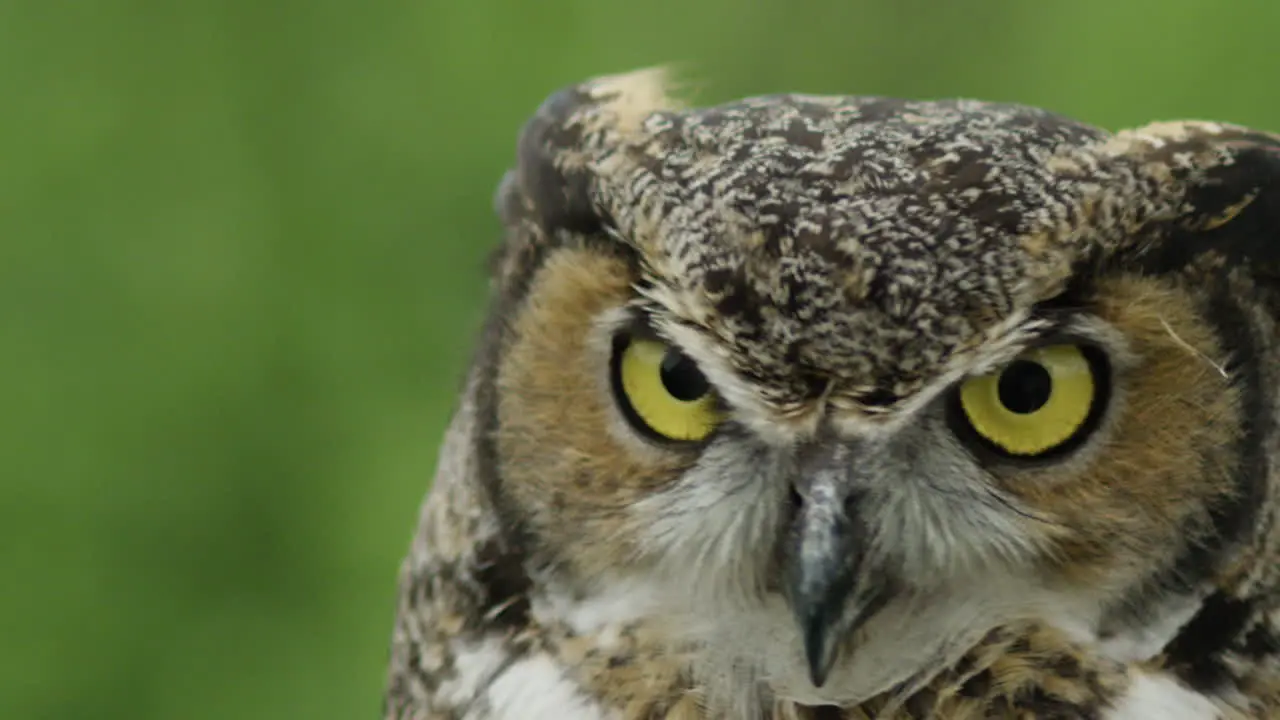 Slow motion great horned owl fly away bird of prey in the wild