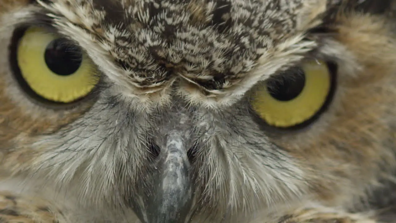 Macro great horned owl face close up