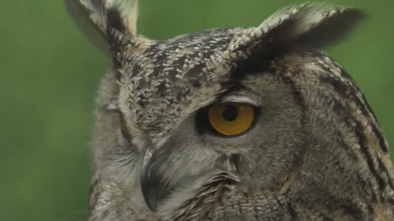 head turning all the way around on an owl