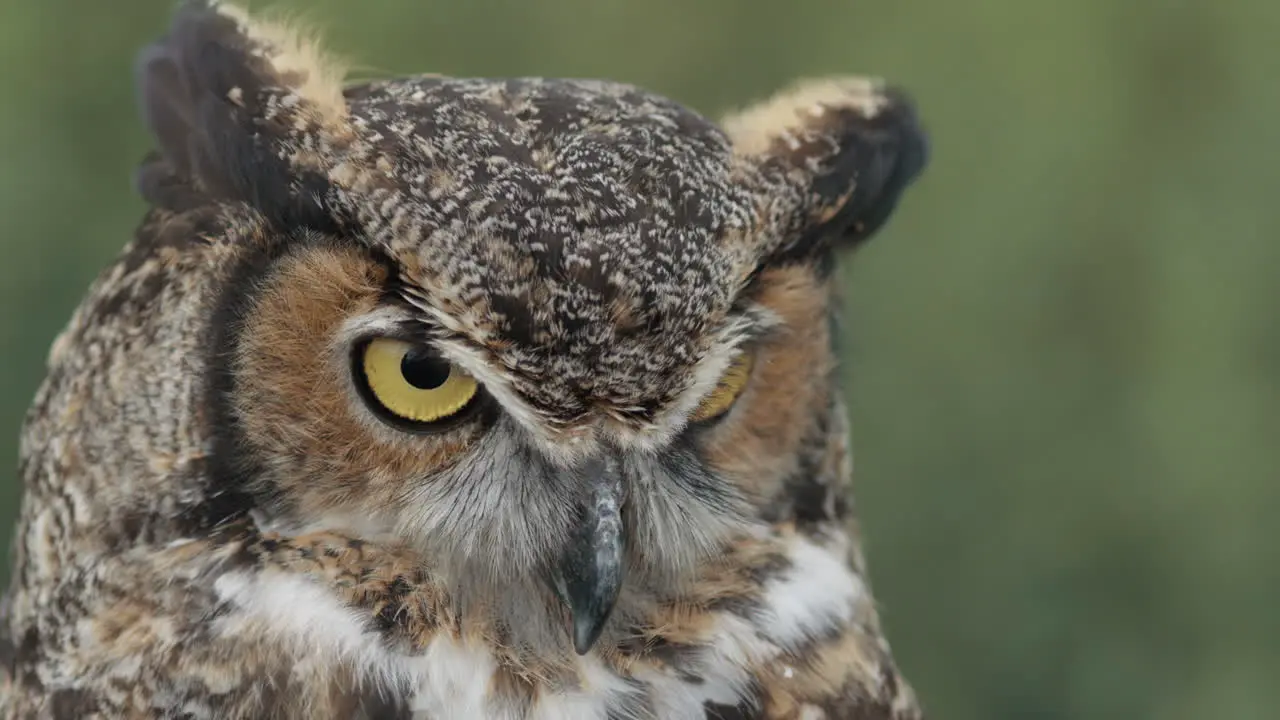 Amazing bird of prey great horned owl close up